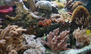 Diverse Korallen 1